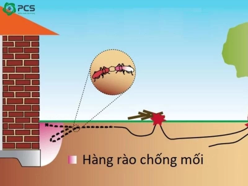 diệt mối trước khi xây nhà